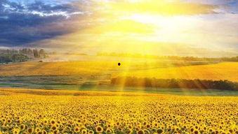 阳光的味道,探寻自然与生活的和谐共鸣