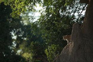 非洲豹传奇,勇闯草原的王者传奇