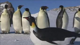 第一企鹅!,揭秘企鹅世界的传奇与魅力