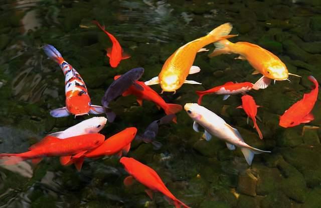 锦鲤崽崽爱拆家,拆家小能手，欢乐与挑战并存